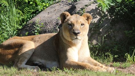 Kansas City Zoo announces death of 22-year-old lion, Nala